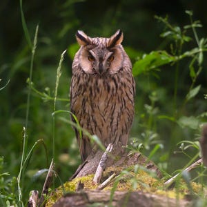 Waldohreule Grußkarte | Wildtier Karte | Vogel-Grußkarte | Wildtier-Karte | Leere Karte