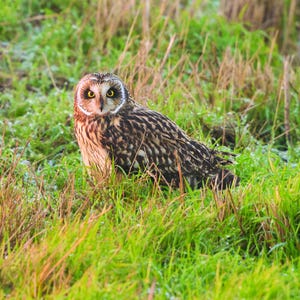 Tarjeta de felicitación de búho campestre – Fotografía de vida silvestre de Fenland – Regalo para amantes de la naturaleza – Tarjeta de aves británicas – Interior en blanco