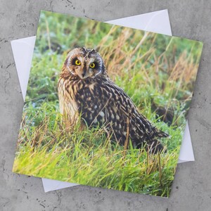 Carte de voeux vierge avec photo pour hibou des marais | animal sauvage de Zazzle.be Liste d'envies Vous avez des idées ? de voeux d'oiseau | de la faune sauvage | Carte vierge