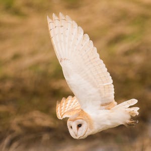 Tarjeta de felicitación con lechuza en vuelo: impresionante ave en vuelo / Tarjeta de animales salvajes / Tarjeta de felicitación con aves / Tarjeta de vida salvaje / Tarjeta en blanco