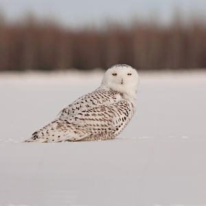 Carte de voeux Harfang des neiges – Une magnifique scène de l'Arctique canadien | de voeux carrée | Idéal pour les amoureux de la faune