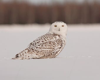 Snowy Owl Greeting Card – A Stunning Scene from Arctic Canada | Square Greeting Card | Ideal for wildlife lovers
