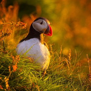 Papageientaucher bei Sonnenuntergang Grußkarte – Shetland-Tierfotografie – Naturliebhaber Geschenk – Küstenvogel Karte – Innenseite leer