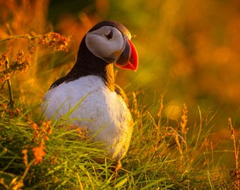 Carte de voeux Macareux moine au coucher du soleil - Photographie animalière des Shetland - Cadeau pour amoureux de la nature - Carte oiseaux côtiers - Intérieur vierge