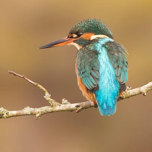 Tarjeta de felicitación de Martín Pescador - Fotografía de aves / Arte de la vida silvestre británica / Regalo natural para amantes de las aves / Tarjeta de cumpleaños / Ocasión especial