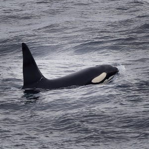 Orca Grußkarte – Wal Fotografie – Britische Wildtier Karte für Naturliebhaber | Shetland-Küste Foto | Geburtstagskarte | Besonderer Anlass