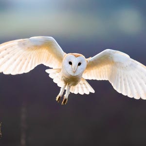 Schleiereule Grußkarte – Tierfotografie | fliegende Eule Fotokarte | Innen leer | Natur Geschenk | Umweltfreundlich | Besonderer Anlass