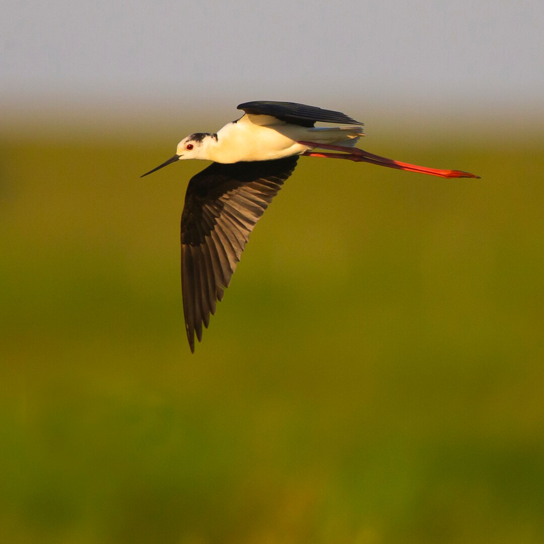 Blackwinged Stilt Bird Greeting Card Blank Inside Etsy UK