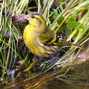 Zeisig Grußkarte – Original Shetland-Fotographie | Wildtier Karte | Vogel-Grußkarte | Wildtier-Karte | Leere Karte