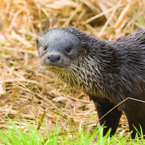 Tarjeta de felicitación con foto de nutria: captura un momento único en la naturaleza / Tarjeta de animales salvajes / Tarjeta de felicitación con nutria / Tarjeta de vida salvaje / Tarjeta en blanco