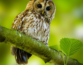 Tawny Owl Greeting Card – Wildlife Photography Nature Art Card