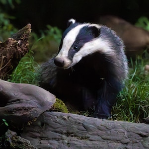 Dachs Grußkarte - Atemberaubende britische Tierfotografie, leere Karte, nachtaktives Wildtier, Tier, Natur, Dankeskarte, Geburtstagskarte.