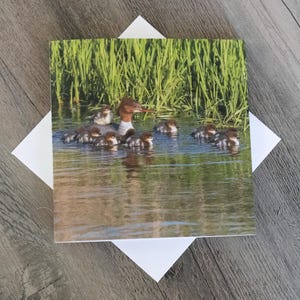 Carte photo avec bièvre bièvre - Mère canard avec canetons au dos - Carte de voeux animalier - Cadeau pour amoureux de la nature - Cadeau ornithologue amateur - Intérieur vierge