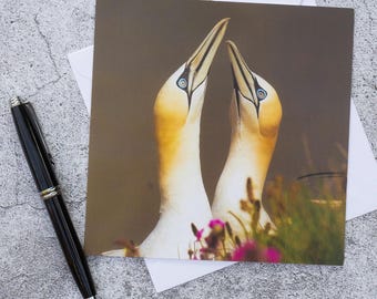 Gannet Photo Greeting Card – Courting Pair | Seabird Wildlife Card | Blank Inside | Thank you card | Birthday Card | Special Occasions