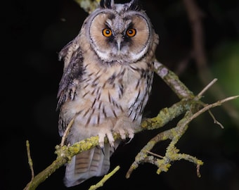 Long-Eared Owl Greeting Card – Nocturnal Wildlife Photography, Nature Lover Gift, Owl Enthusiast Present, Blank Inside