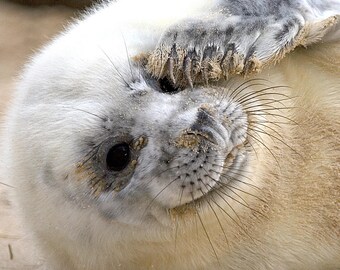 Seal Pup Photo Greeting Card – Grey Seal | Wildlife Photography | Cute Animal Card | Special Occasion | Norfolk Coast | Birthday Card