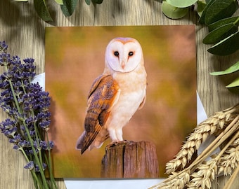 Barn Owl Greeting Card – Golden Hour Wildlife Photography – Nature Lover Gift – British Owl Art – Blank Inside