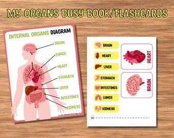 My Organs Busy Book, Anatomy Busy Book, Organs Matching game , Anatomy Flashcards, Organ Flashcards, Preschool Busy Book, Anatomy Worksheets