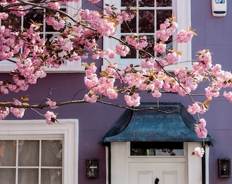 London Photography print, Notting Hill purple house with cherry blossom tree, Fine Art Photography, Wall Art