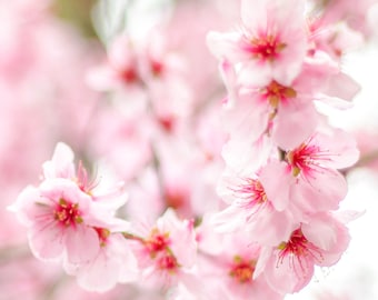 London Flower Photography print, Cherry Blossom Flower, Fine Art Photography, Wall Art