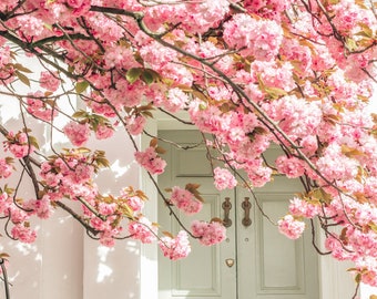 May include: A white door with gold door hardware is framed by a canopy of pink cherry blossoms.