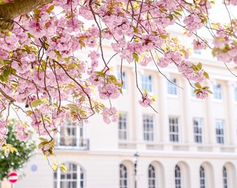 Flower Photography print, Regent Park Cherry Blossom Tree, Fine Art Photography, Wall Art