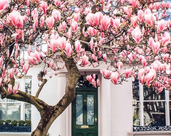 London Photography print, Green Door House with magnolia tree, Fine Art Photography, Wall Art