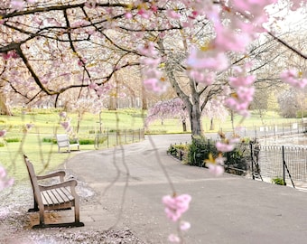 Flower Photography print, St James park Cherry Blossom Tree, Fine Art Photography, Wall Art