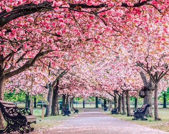 ロンドンの写真プリント、グリニッジ公園の桜並木、ファインアート写真、ウォールアート