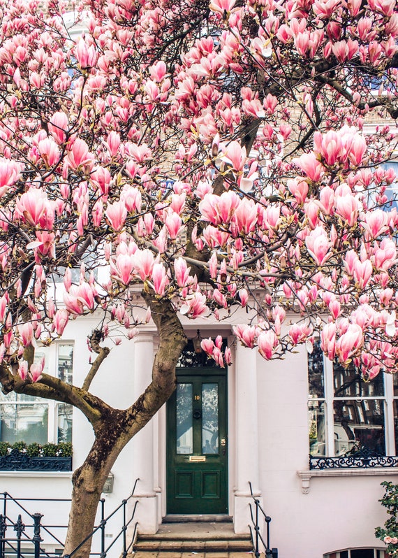 London Fotografie, Grünes Türhaus mit Magnolienbaum, Fine Art Photography, Wall  Art - Etsy Österreich