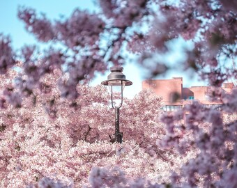 London Flower Photography print, Cherry Blossom Tree with lamp, Fine Art Photography, Wall Art