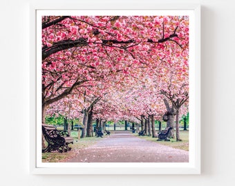 London Photography 5x5 print, Greenwich Park cherry blossom alley, Fine Art Photography, Wall Art