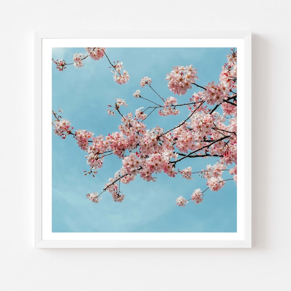 London Flower Photography 5x5 print, Cherry Blossom Flower on the blue sky, Fine Art Photography, Wall Art