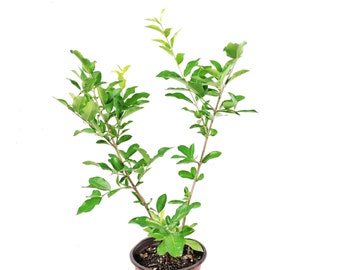 Acerola Plant (AKA Barbados Cherry)