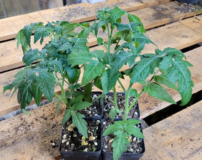 LIVE PLANTS Set of 4 Dwarf Tomato Plants Etsy