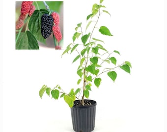 Dwarf Ever-Bearing Mulberry Bush in 6-inch Pot