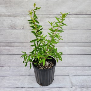 Salavatski Hardy Pomegranate Tree in 6 in. Pot