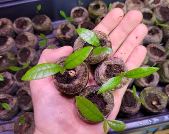 Set of 4 Miracle Berry Seedlings