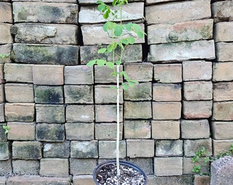 Dwarf Moringa in 6 inch Pot (Dwarf Cultivar)