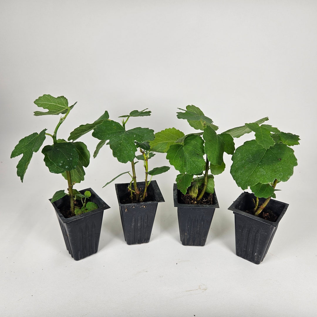 Set of 4 Fig Trees, lattarula Italian Honey Etsy