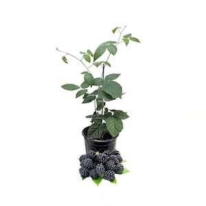 Thornless Blackberry Plant in 6-inch Pot - &quot;Chester&quot; Cultivar | Easy to Grow Berry Plant