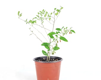 Mature Goji Berry Plant in 6 inch Pot