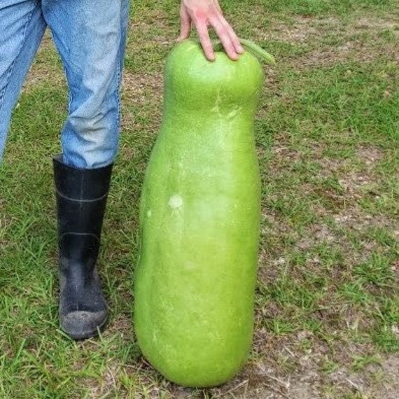 Giant Zucca Gourd 25 Seeds Etsy