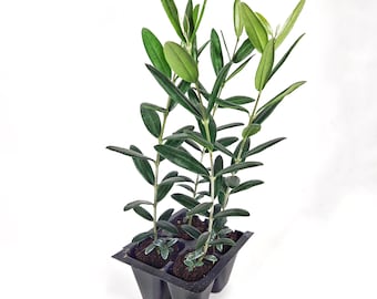 Set of 4 Olive Trees (&quot;Arbequina&quot; Variety)