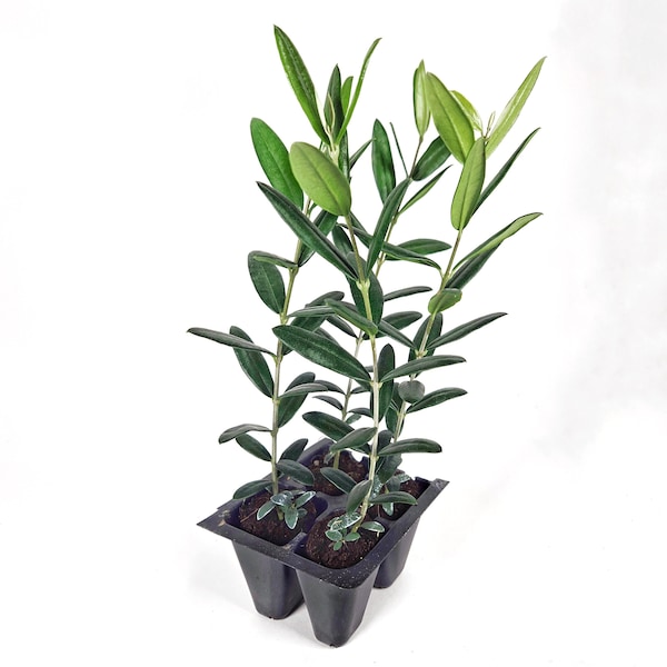 Set of 4 Olive Trees ("Arbequina" Variety)