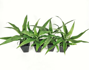Seeds. Very easy to grow in a container! Pitaya Dragon fruit 'Nadia' SWEET 18% Brix. DWARF It won't grow past 3 feet.