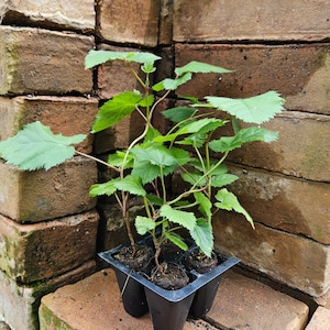 Set of 4 Thornless Blackberry Bush Starts - &quot;Chester&quot; Cultivar | Easy to Grow Berry Plants