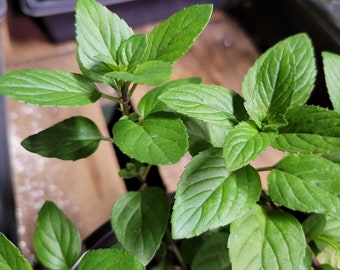 Lemon Mint Plant in Six Inch Pot