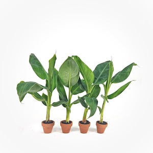 4 &quot;Double Mahoi&quot; Banana Plants