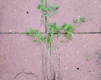 4 Rooted Wolfberry Cuttings (AKA Goji Berry)